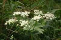 Бедреница (Pimpinella saxifraga L.)